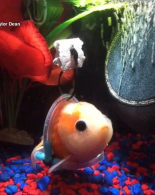 An aquarium store manager in San Antonio, Texas, created a "wheelchair" for a goldfish with mobility issues.